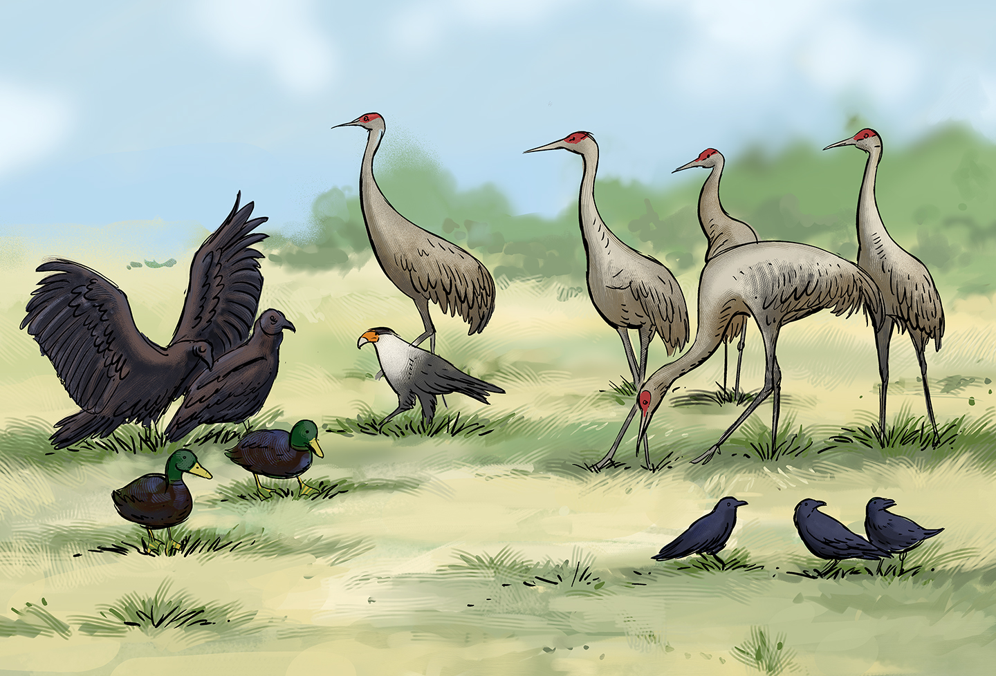 A field of a dozen birds of various types: there are sandhill cranes, mallards, black vultures, crows, and even a single hawk.