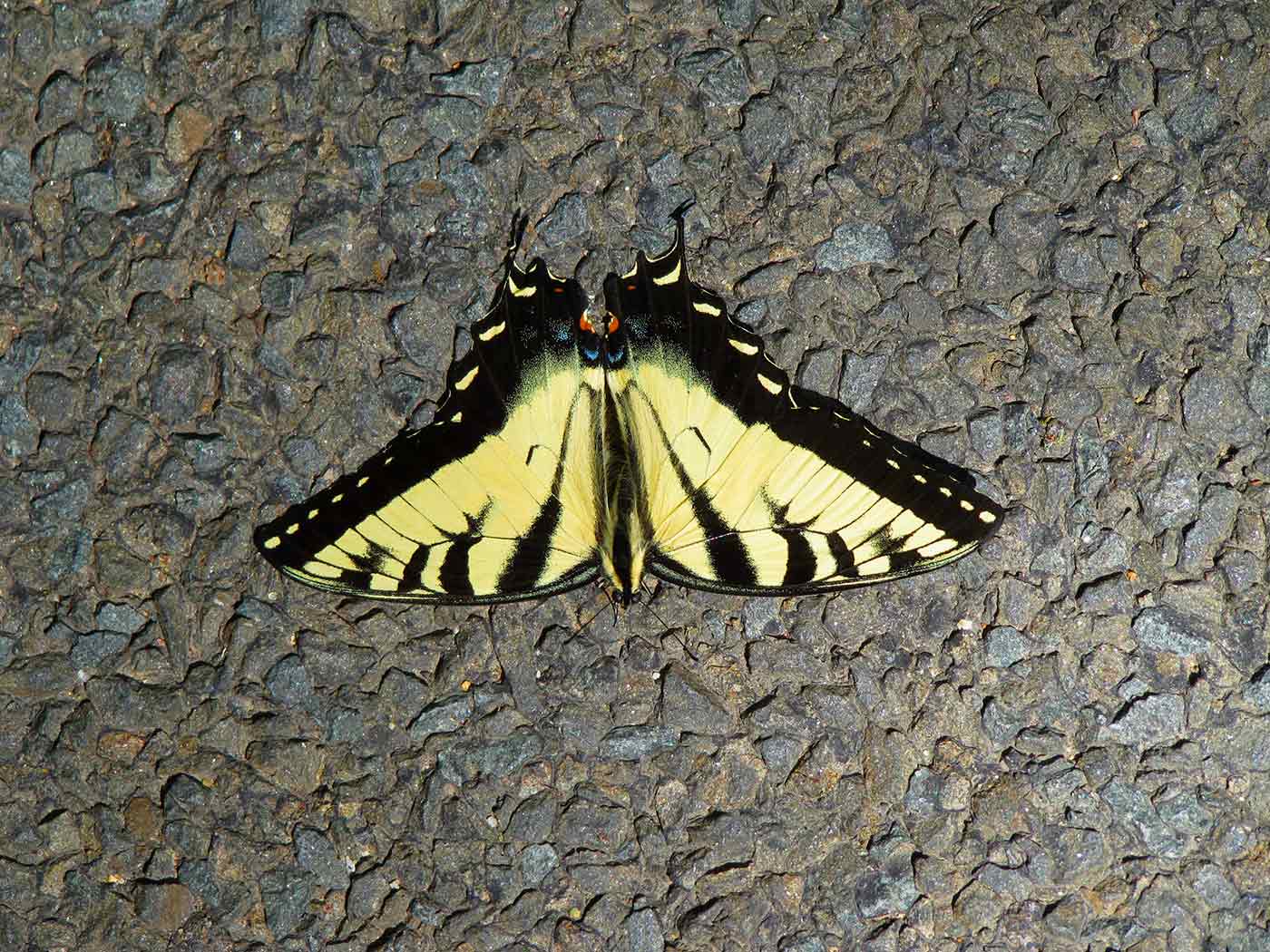 Eastern Tiger Swallowtail image classification deep learning
