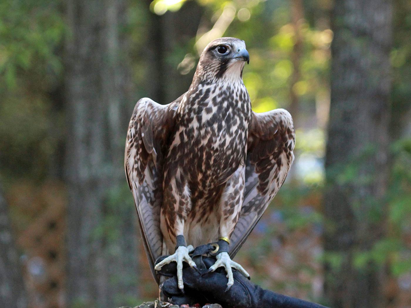 saker falcon