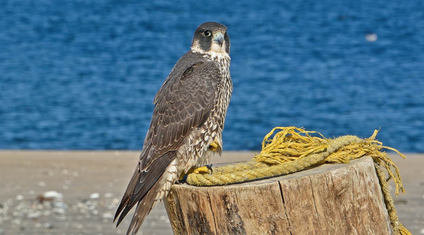 Spinus Peregrine Falcon