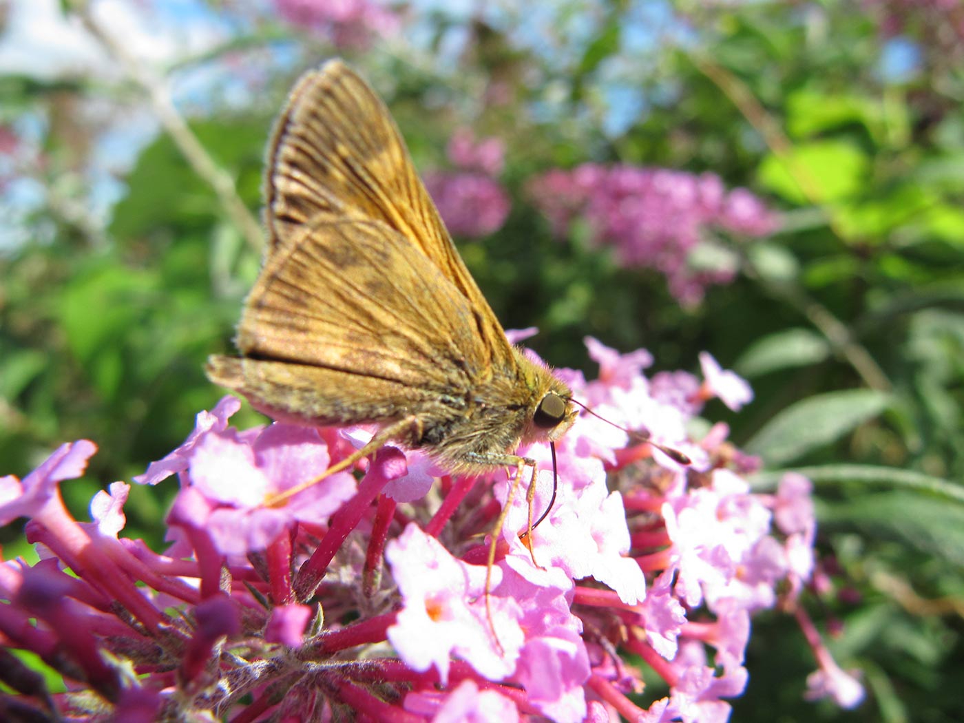 Skipper butterfly image classification deep learning