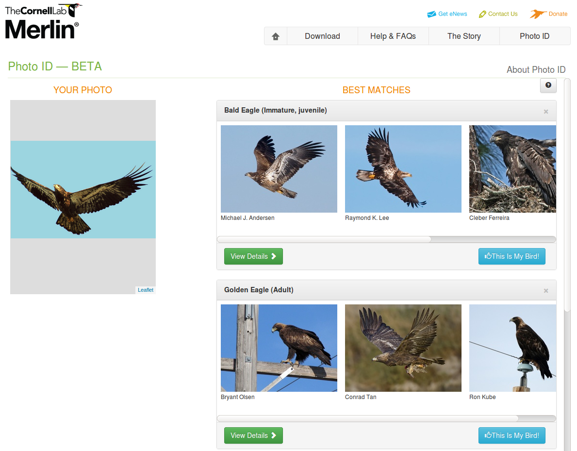 Cornell Ornithology Lab's Merlin ID tool