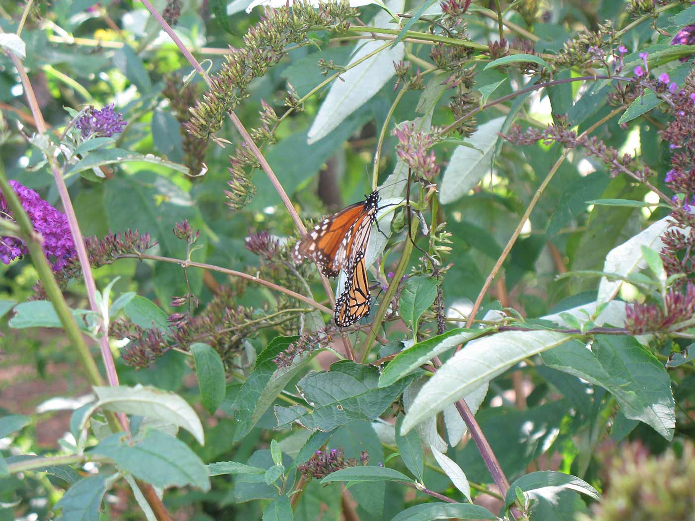 Monarch butterfly image classification deep learning